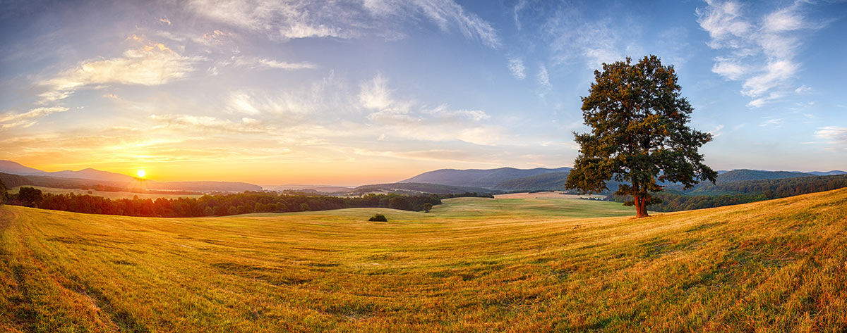 Baum auf Wiese im Sonnenuntergang
